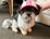 PupLid - Tutu Cute : Sizing 2XS - Small